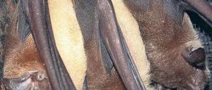 Kommunikativ. Die Kleinen Hasenmaulfledermäuse antworten fremden Artgenossen besonders eifrig.