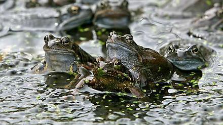 Froschwanderung. Anzeichen für ein nahendes Erdbeben oder nur ein normales Naturphänomen?