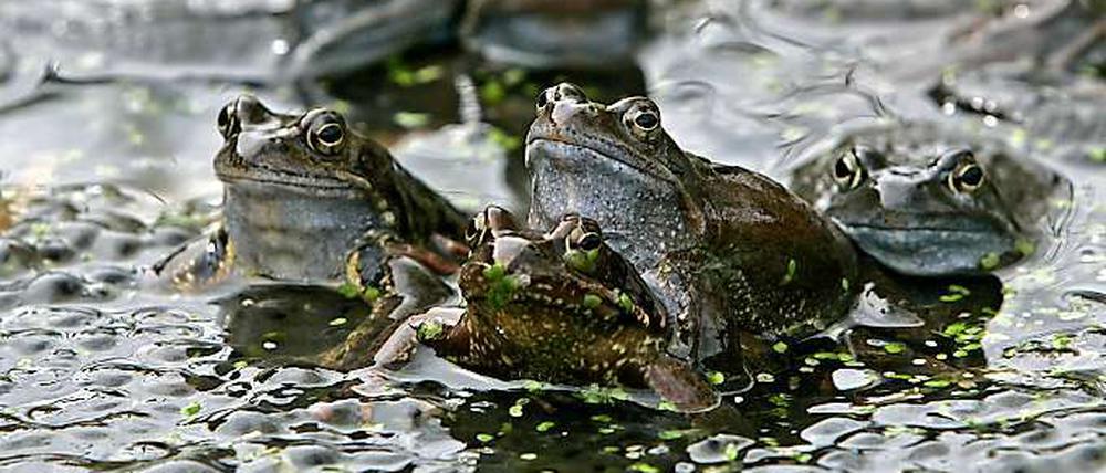 Froschwanderung. Anzeichen für ein nahendes Erdbeben oder nur ein normales Naturphänomen?