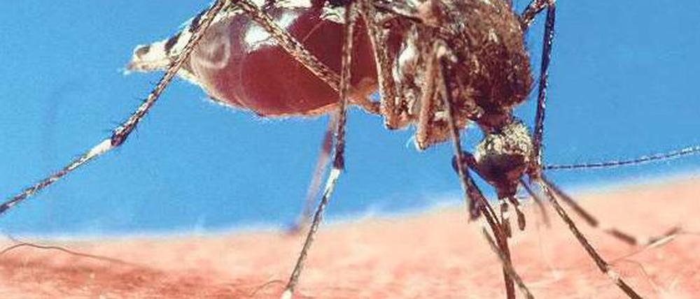 Vampir bei der Arbeit. Viele Menschen reagieren auf Mückenstiche allergisch.