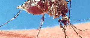 Vampir bei der Arbeit. Viele Menschen reagieren auf Mückenstiche allergisch.