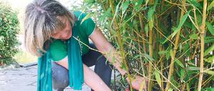 Auslichten und ausbremsen. Links werden Halme dicht am Boden abgeschnitten, um den Hain licht zu halten. Rechts wird eine Wurzelsperre eingegraben. 