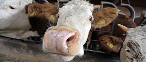 Alles Bio - oder auch nicht?