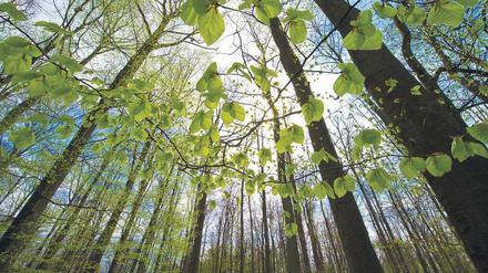 Buchen sollst du suchen. Der Grumsiner Forst im Biosphärenreservat Schorfheide-Chorin gehört zu den größten zusammenhängenden Buchenwäldern Europas. Das Totalreservat soll sogar zum Weltnaturerbe erklärt werden. Foto: ZB
