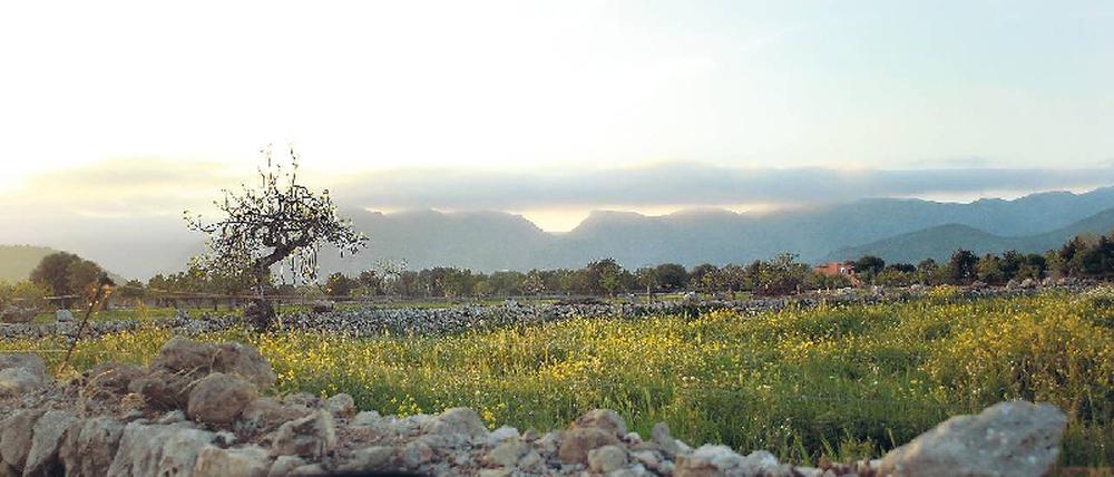Mallorca kreuz und quer. Wer in kurzer Zeit viel von der Insel sehen will, mietet sich am besten ein Auto. Foto: Kierok/laif