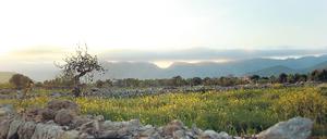 Mallorca kreuz und quer. Wer in kurzer Zeit viel von der Insel sehen will, mietet sich am besten ein Auto. Foto: Kierok/laif