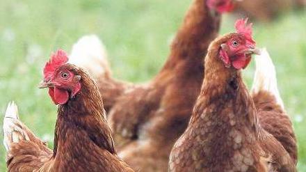 Abschied von der Idylle? In mehreren Bundesländern wurden Hühner in Biobetrieben mit Futtermais aus der Ukraine gefüttert, der mit Dioxin belastet ist. Foto: picture-alliance/ZB