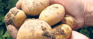 Foto: picture-alliance/dpa