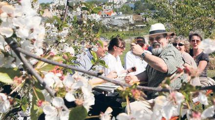 Blühende Landschaften. Zahlreiche Obstgärten in Werder sind ab kommenden Sonnabend wieder geöffnet. Die Besitzer servieren Kaffee und Kuchen – und natürlich Obstwein.
