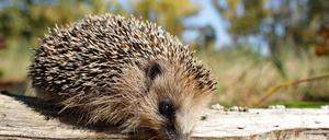 Wegen des Klimawandels werden Igelbabys oft erst im Oktober geboren. 