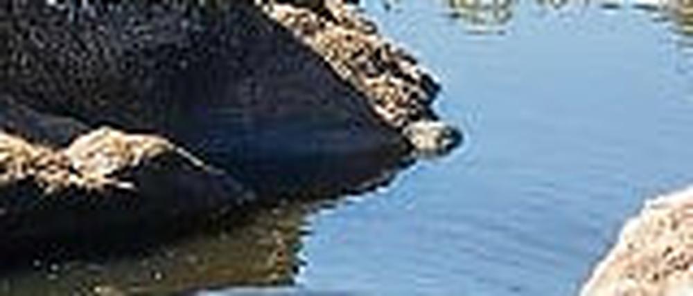 312868_0_0a7efb6b.jpg