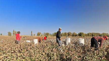 Auf den Baumwollfeldern in der chinesischen Provinz Xinjiang arbeiten mehr als eine halbe Million Uiguren unter Zwang.  Auch Produkte, die in Deutschland verkauft werden, könnten die dort gepflückte Baumwolle enthalten. 