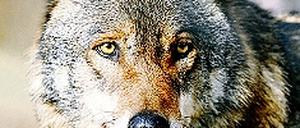 304325_0_ca6b8f14.jpg