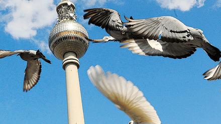298539_0_cac2e1b6.jpg