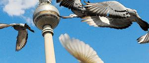 298539_0_cac2e1b6.jpg