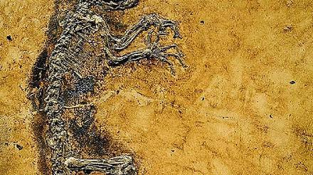 299638_0_f6e50f16.jpg