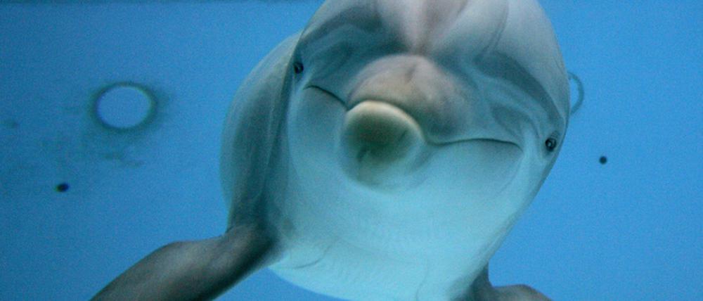 Delfin