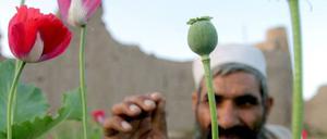 schlafmohn