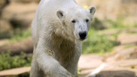Knut