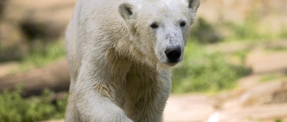 Knut