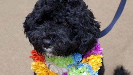 First Dog Hund Obama