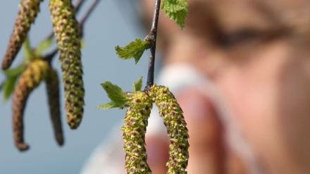 Birkenpollen