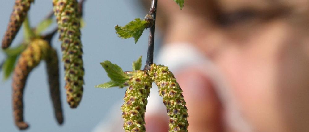 Birkenpollen