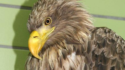 seeadler