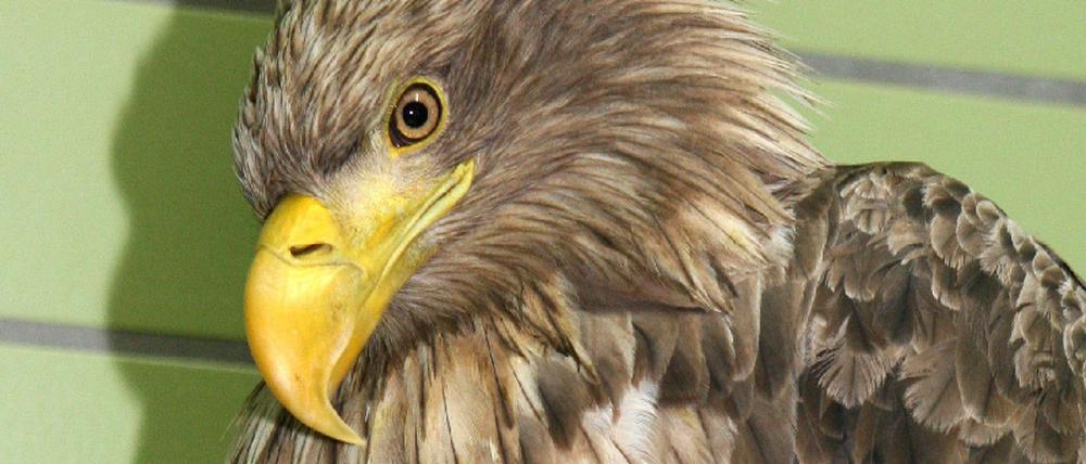 seeadler