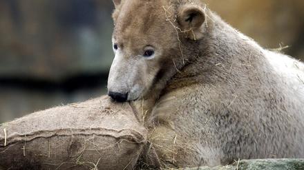 Knut