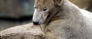 Knut