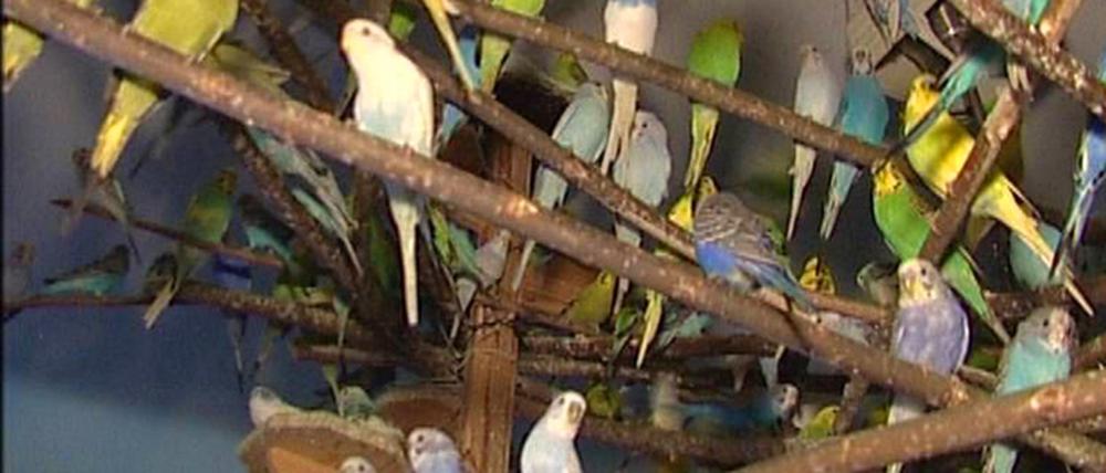 Wohngemeinschaft mit 1.600 Voegeln