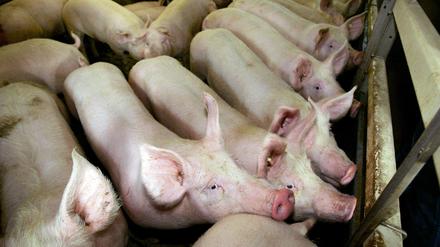 Schweine