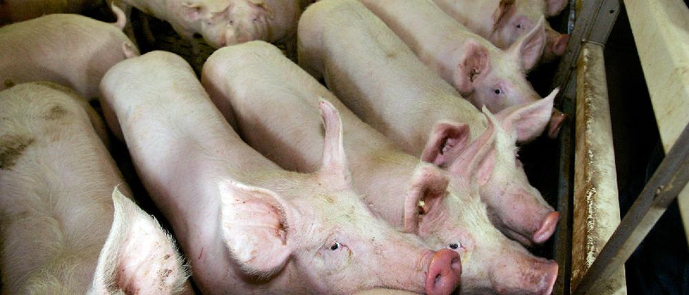 Schweine