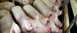 Schweine