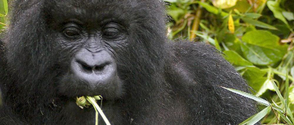 Gorilla