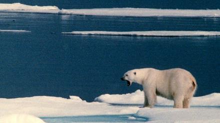 Eisbär