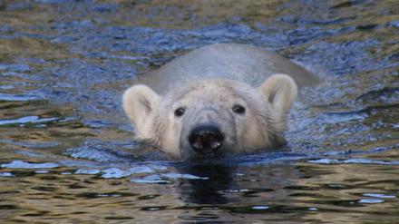 Knut