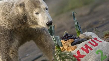 Eisbär Knut wird zwei Jahre alt