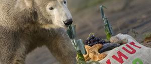 Eisbär Knut wird zwei Jahre alt