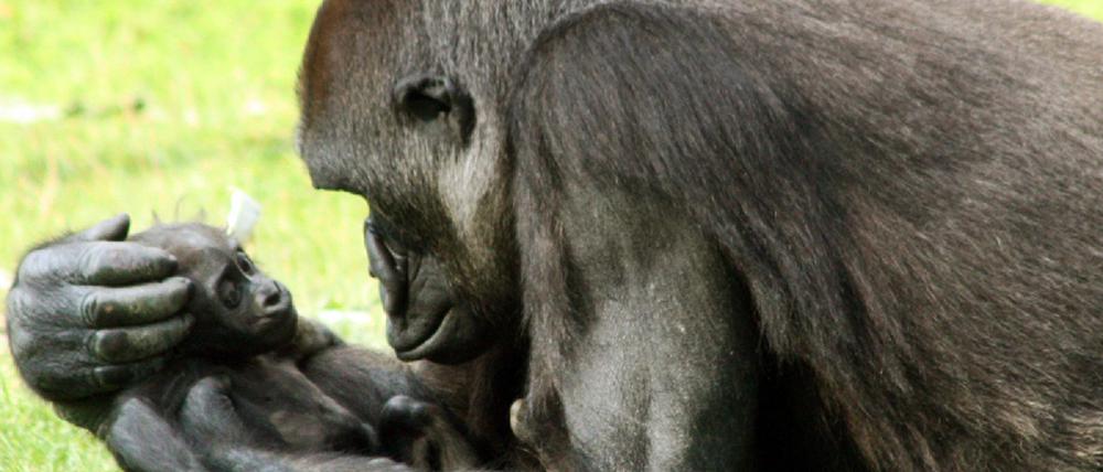 Gorilla