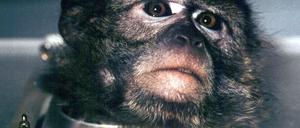 Affe
