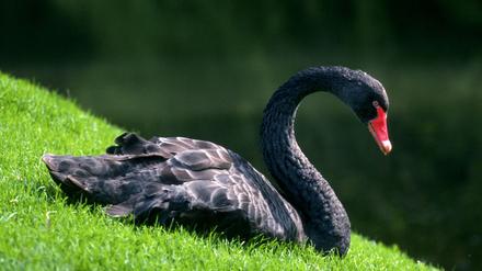 Schwan