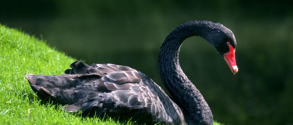 Schwan