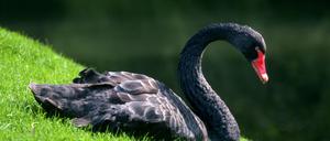 Schwan