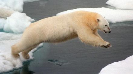 Eisbären