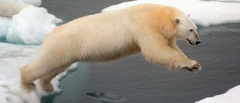 Eisbären