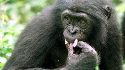 Bonobos