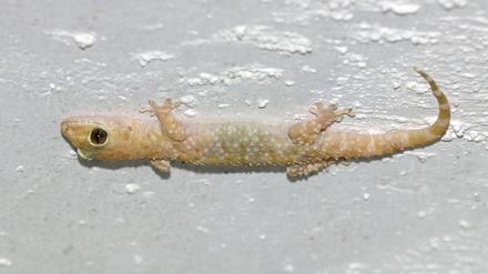 Gecko