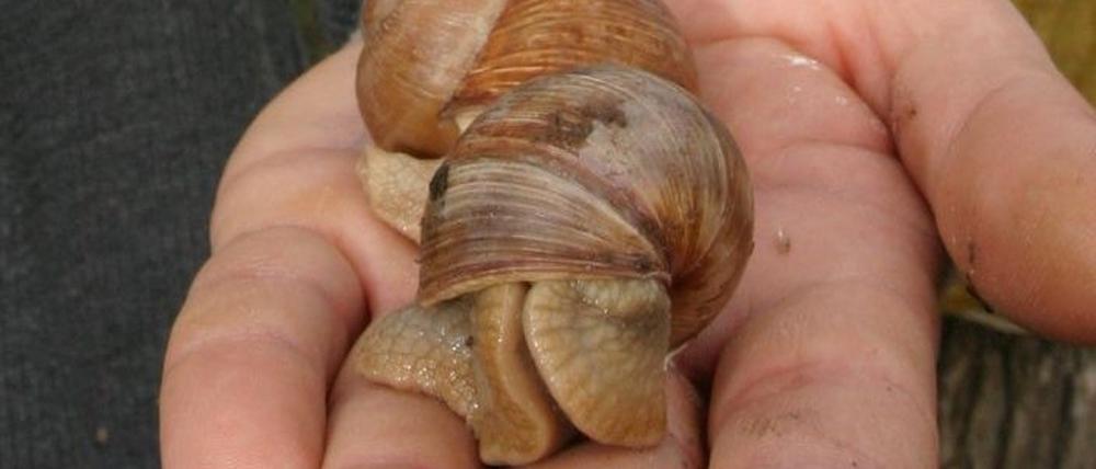 schnecken